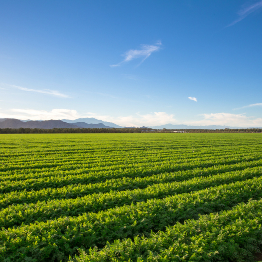 The Rise Of Organic