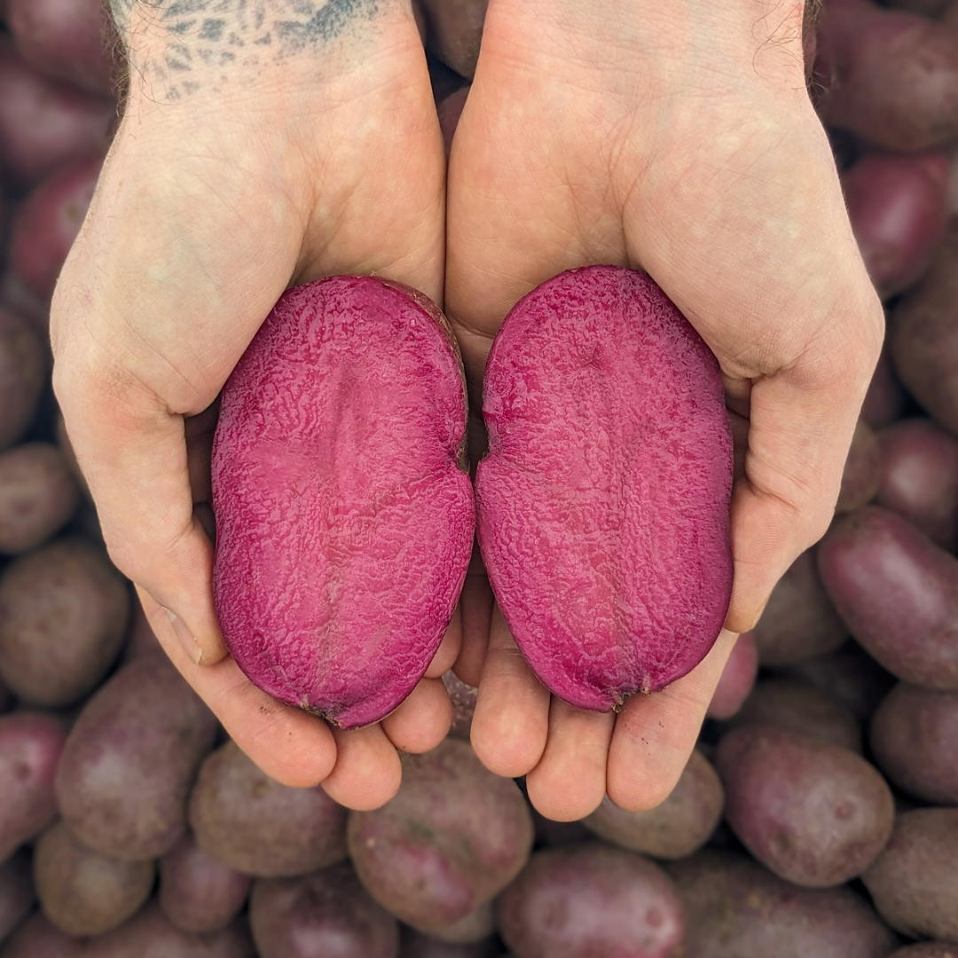 Mulberry Beauty Potatoes