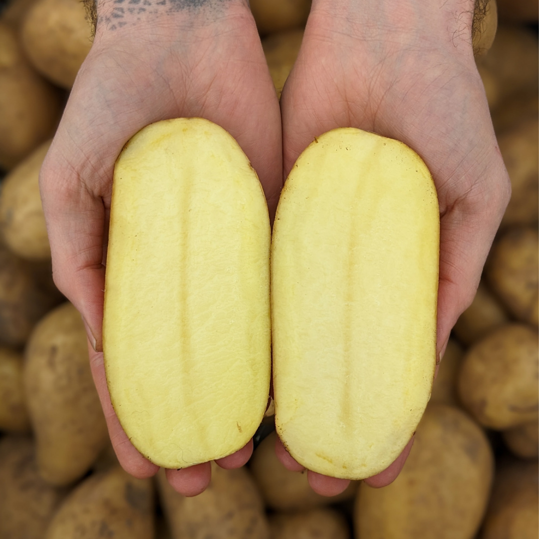 Yellow Potato - Les fermes du Soleil