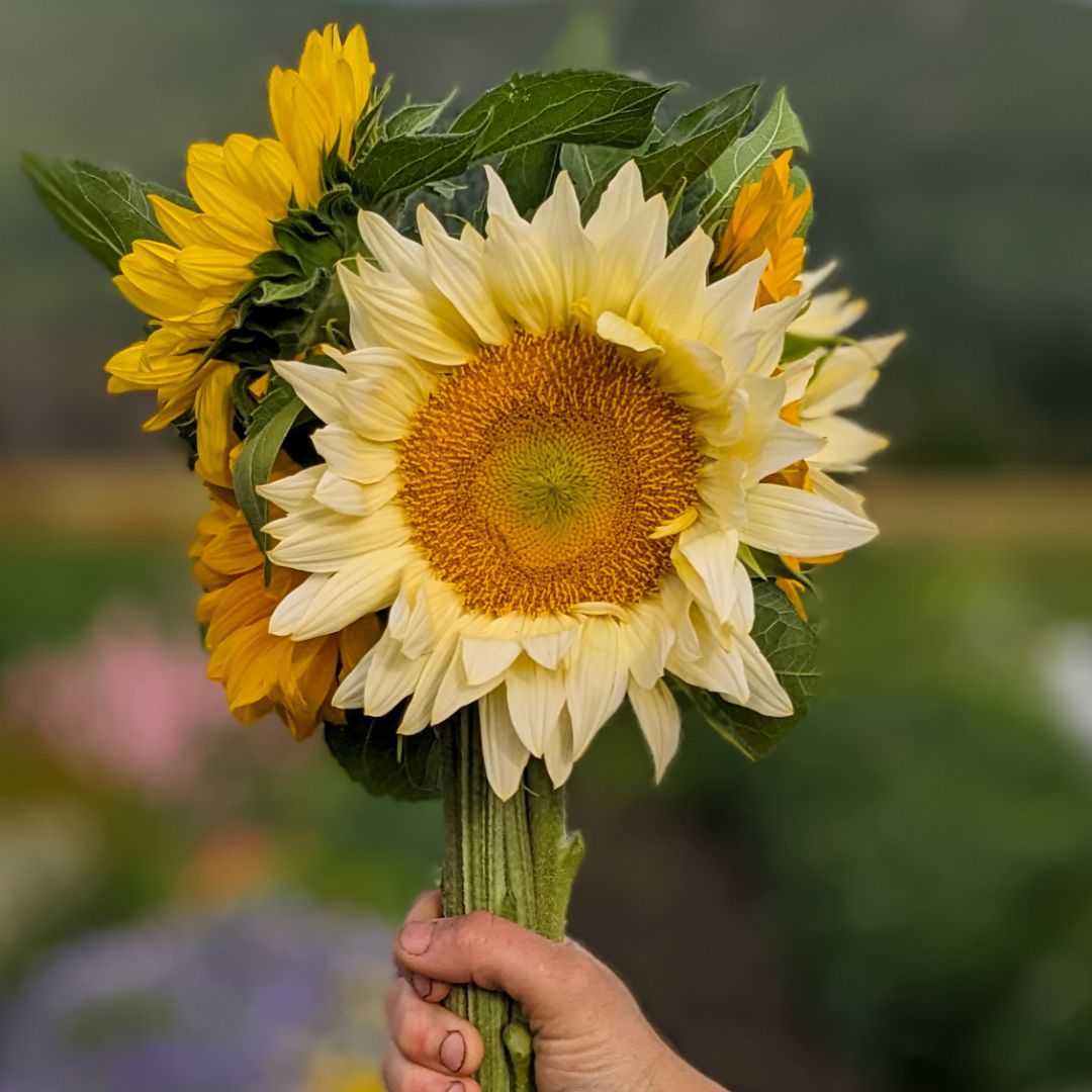 Sunflower Bouquet (Sold out until next season)