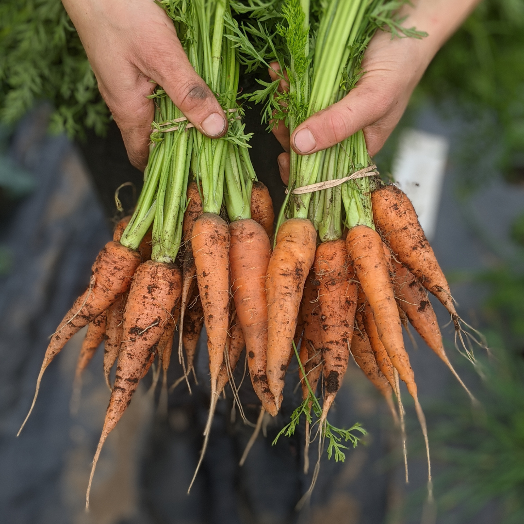 Does healthier soil translate to healthier food grown in that soil?