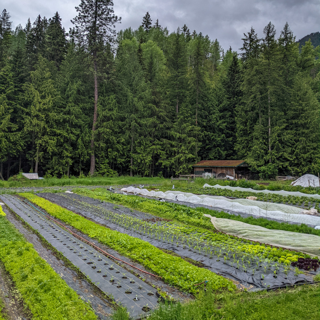 Who really grows your food? Hint: It's not farmers