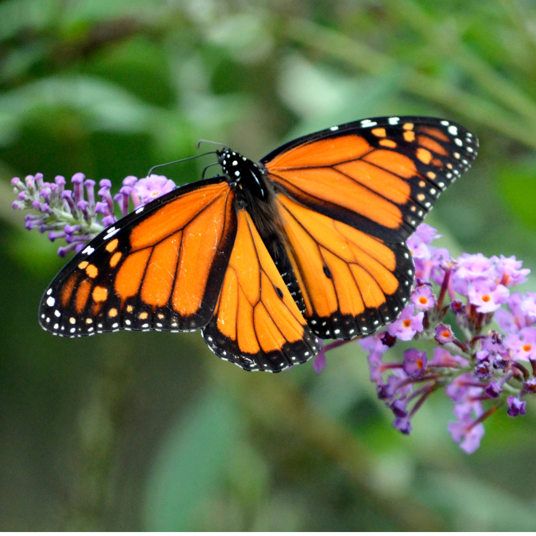 Where have all the Monarch Butterflies gone?