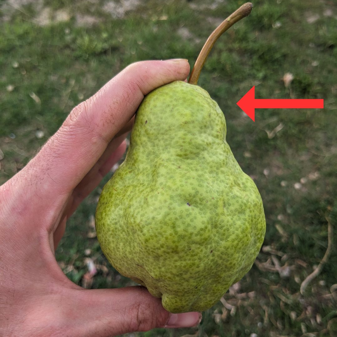 When Is a Pear Ripe?