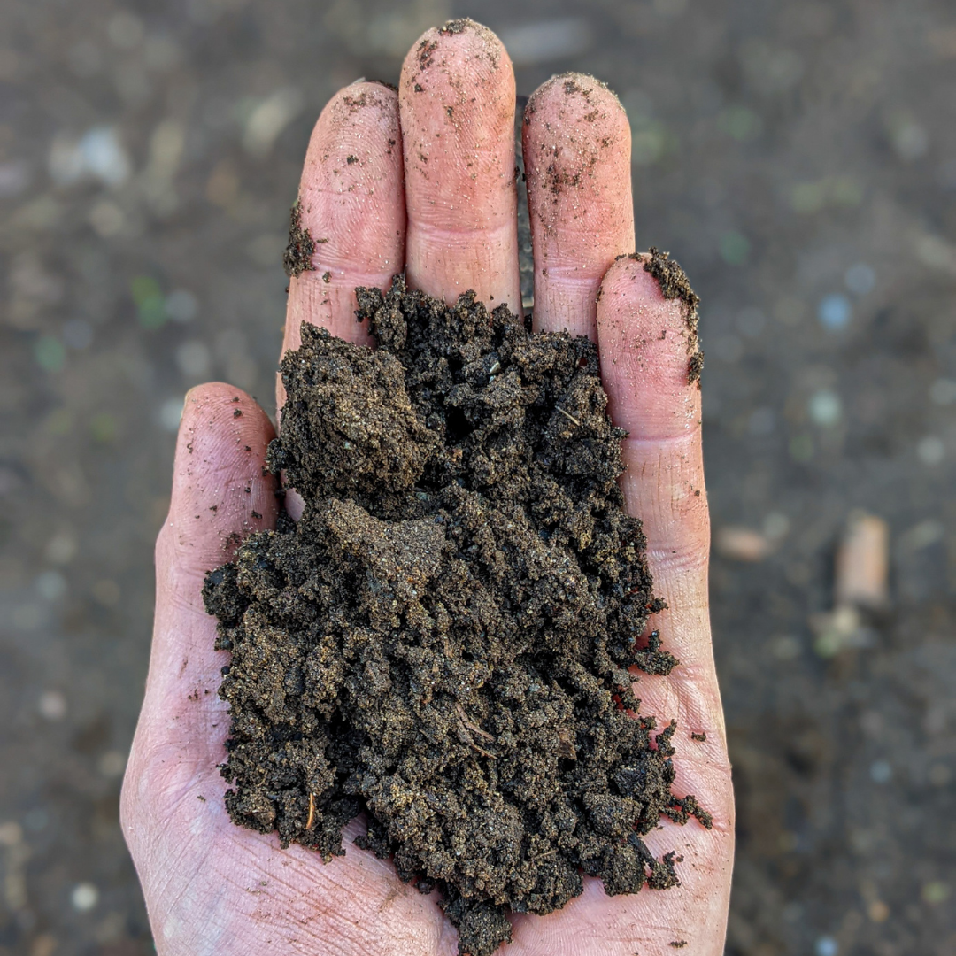 Why soil is one of the most amazing things on Earth 🌎