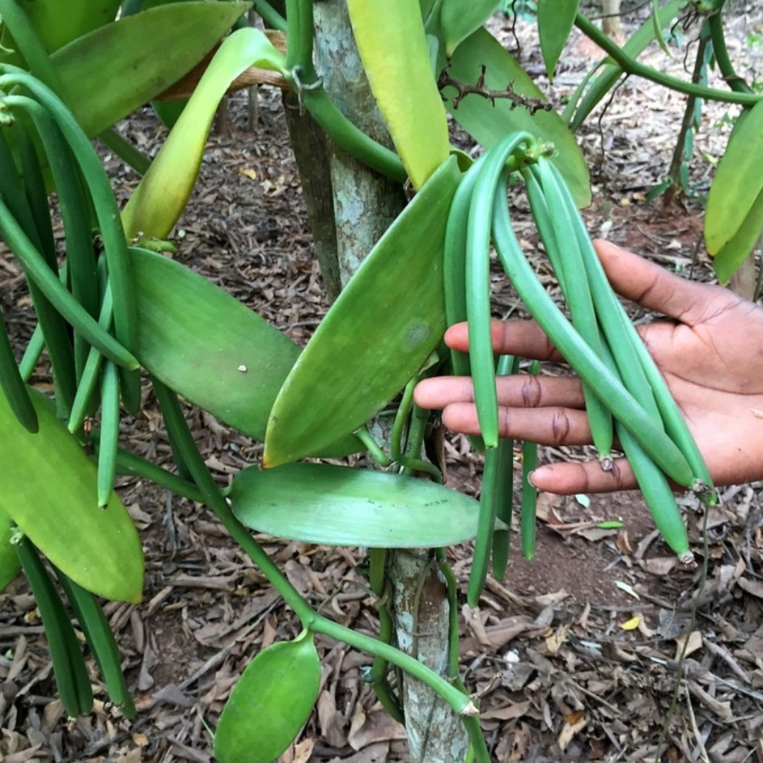 This Is What Vanilla Bean Farming Looks Like