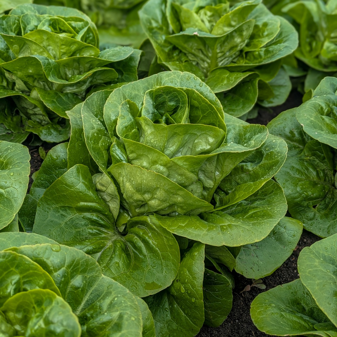 Produce