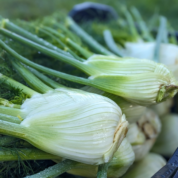 Fennel