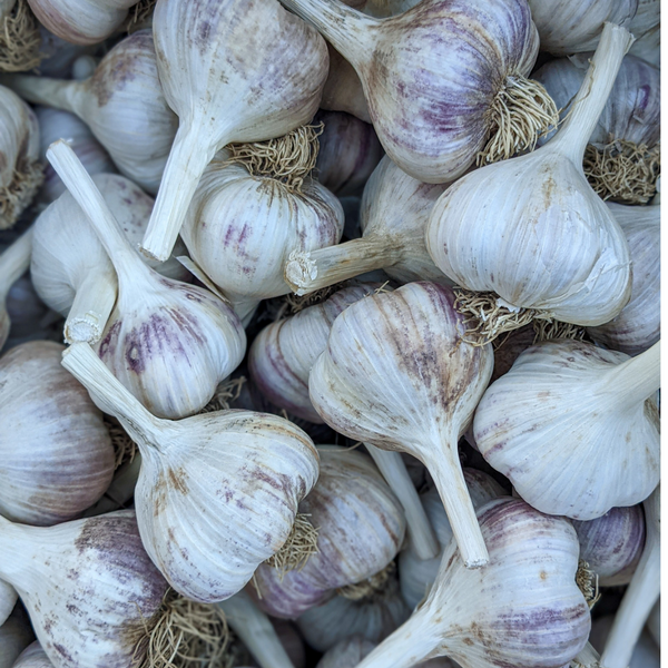 Garlic - 1