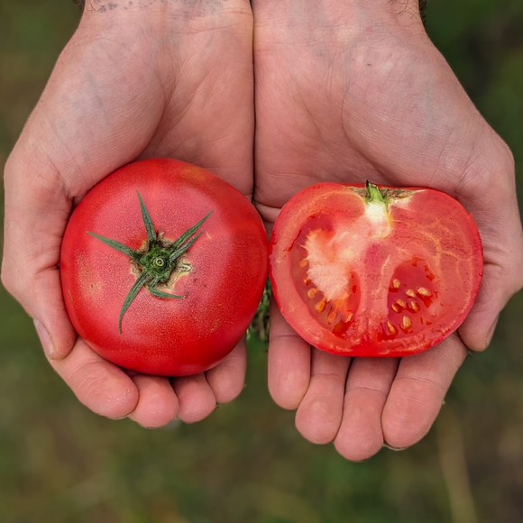 Slicer Tomatoes- May have some cracks