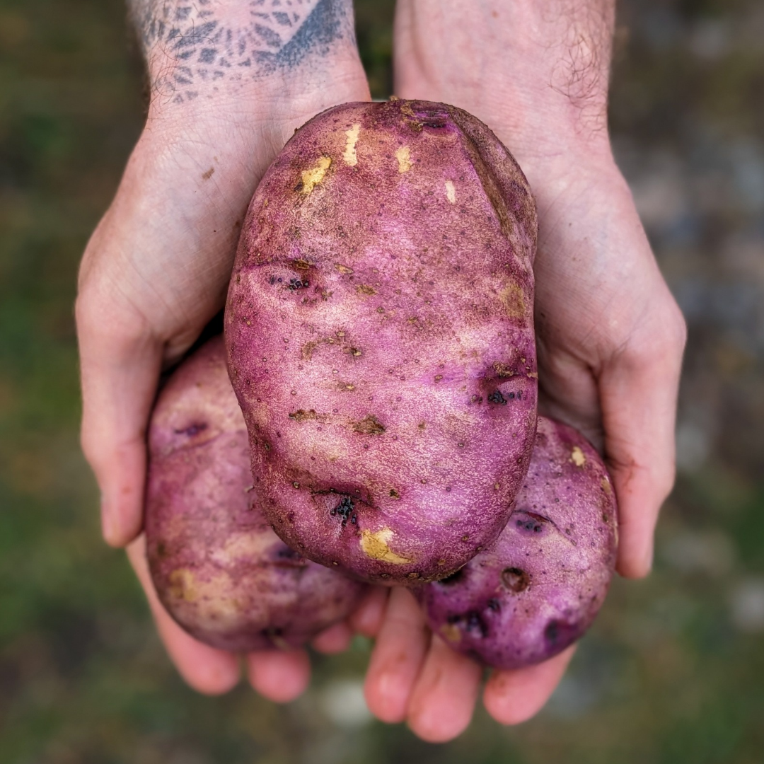 Caribe Potatoes