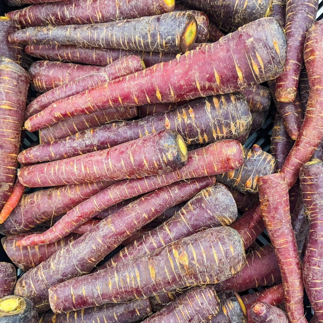 Purple Storage Carrots