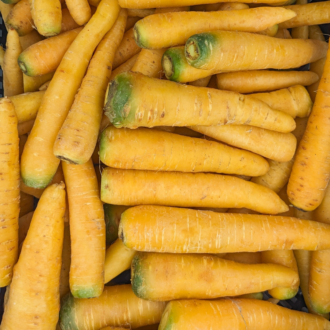 Yellow Storage Carrots
