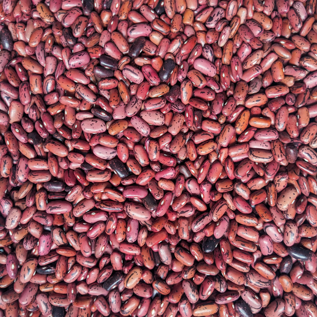 Fresh Rosso Di Lucca Dry Beans