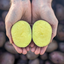 Huckleberry Gold Potatoes-2