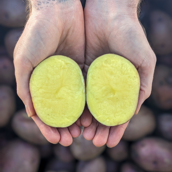 Huckleberry Gold Potatoes