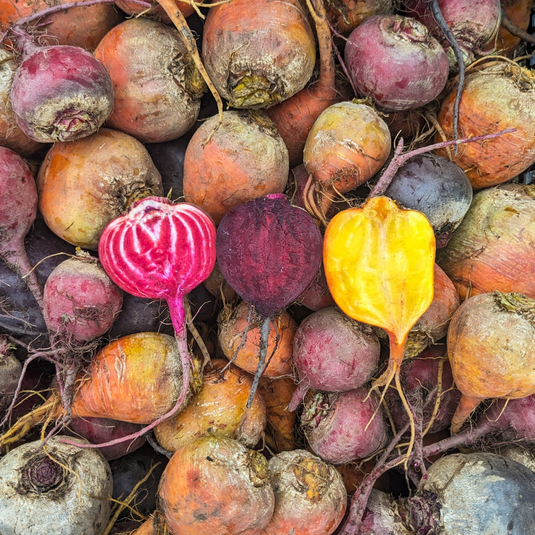 Rainbow Beets