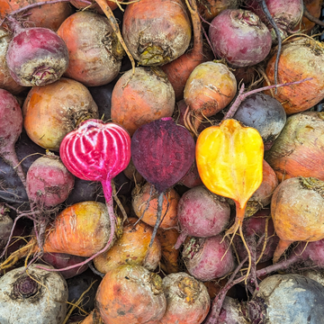 Rainbow Beets