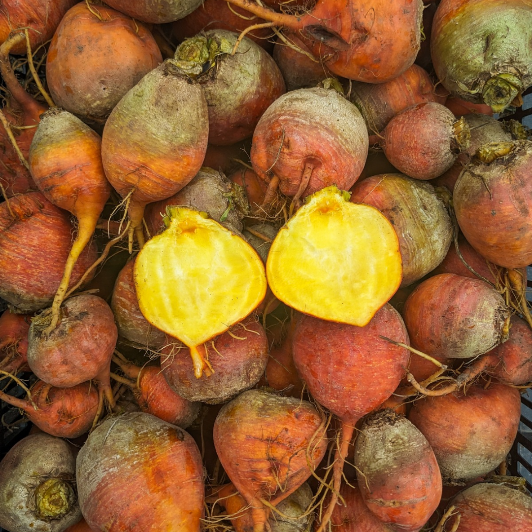 Golden Beets