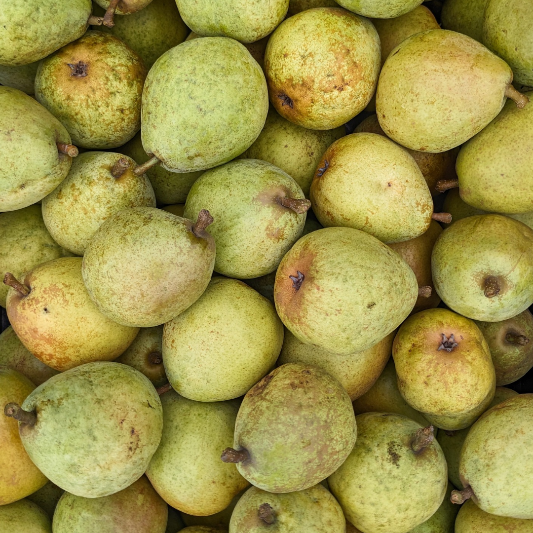 D'Anjou Pear