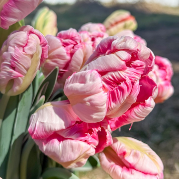 Tulip Bouquets