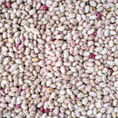 Fresh Cranberry Dry Beans-1