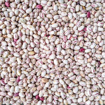 Fresh Cranberry Dry Beans