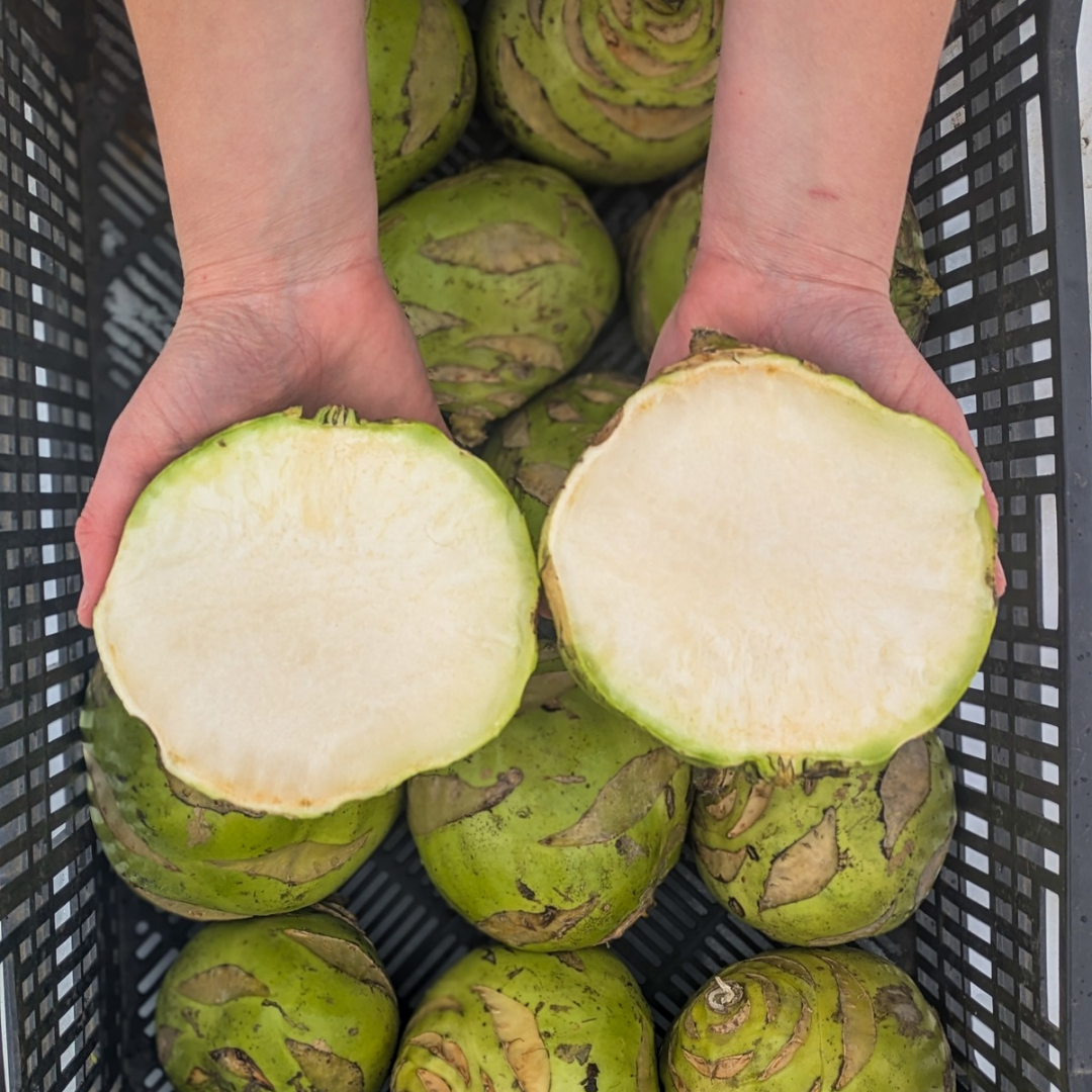 Winter Kohlrabi