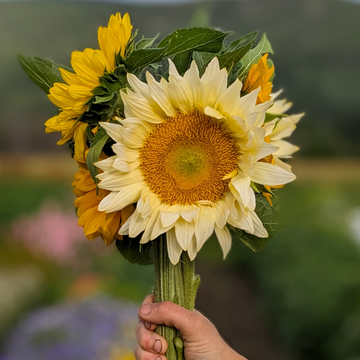 Sunflower Bouquet