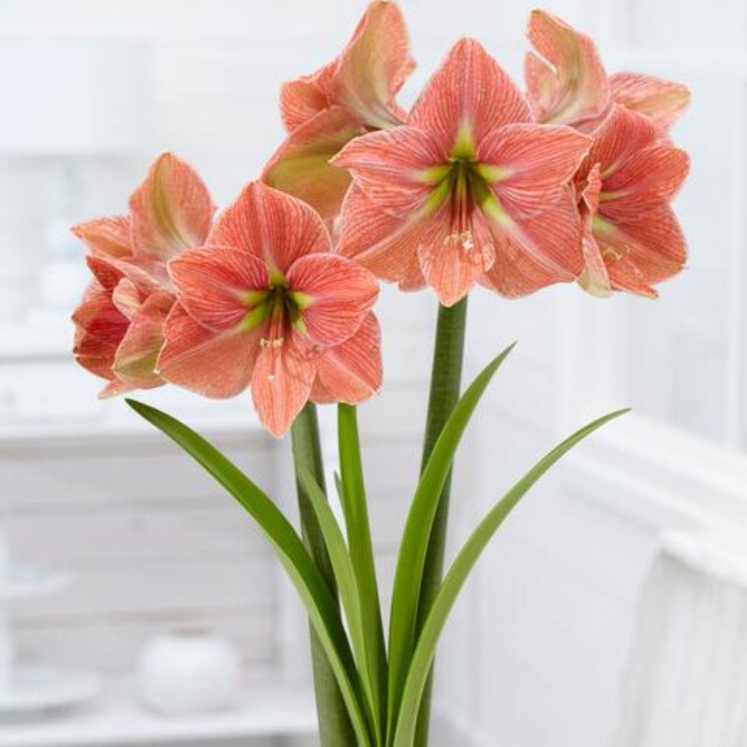 Amaryllis