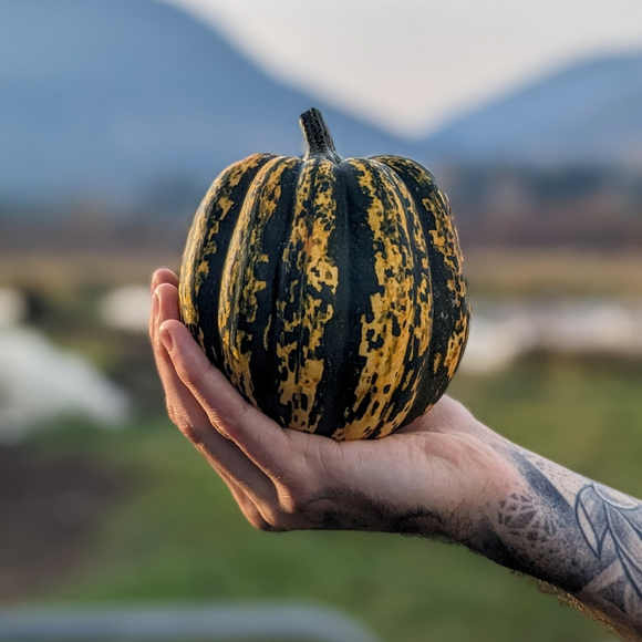 Acorn Squash