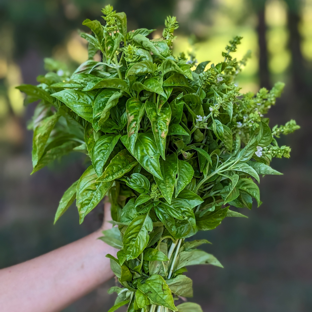 Bulk Basil for Pesto