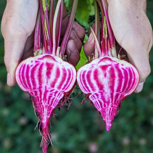 Candy Cane Beets