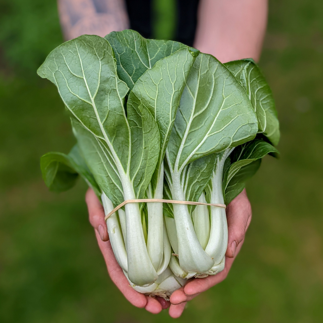 Baby Bok Choy