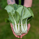 White-Stemmed Bok Choy-3