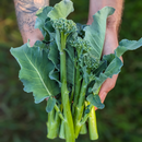 Broccolini-2