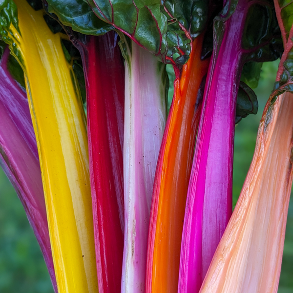 Rainbow Chard - 1