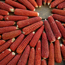 Freshly Milled Ruby Cascade Cornmeal-2