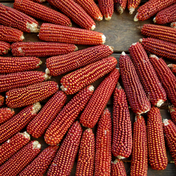 Freshly Milled Ruby Cascade Cornmeal
