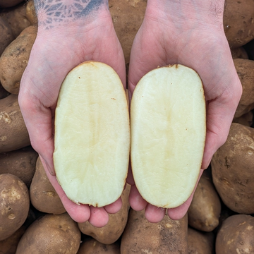 Russet Potatoes