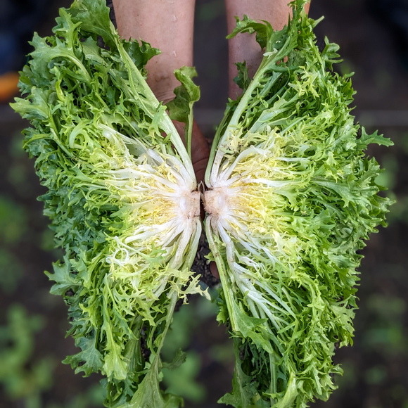 Frisée