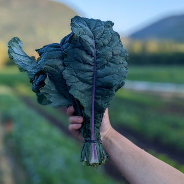 Dazzling Blue Kale