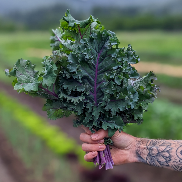 Baltic Red Kale - 1