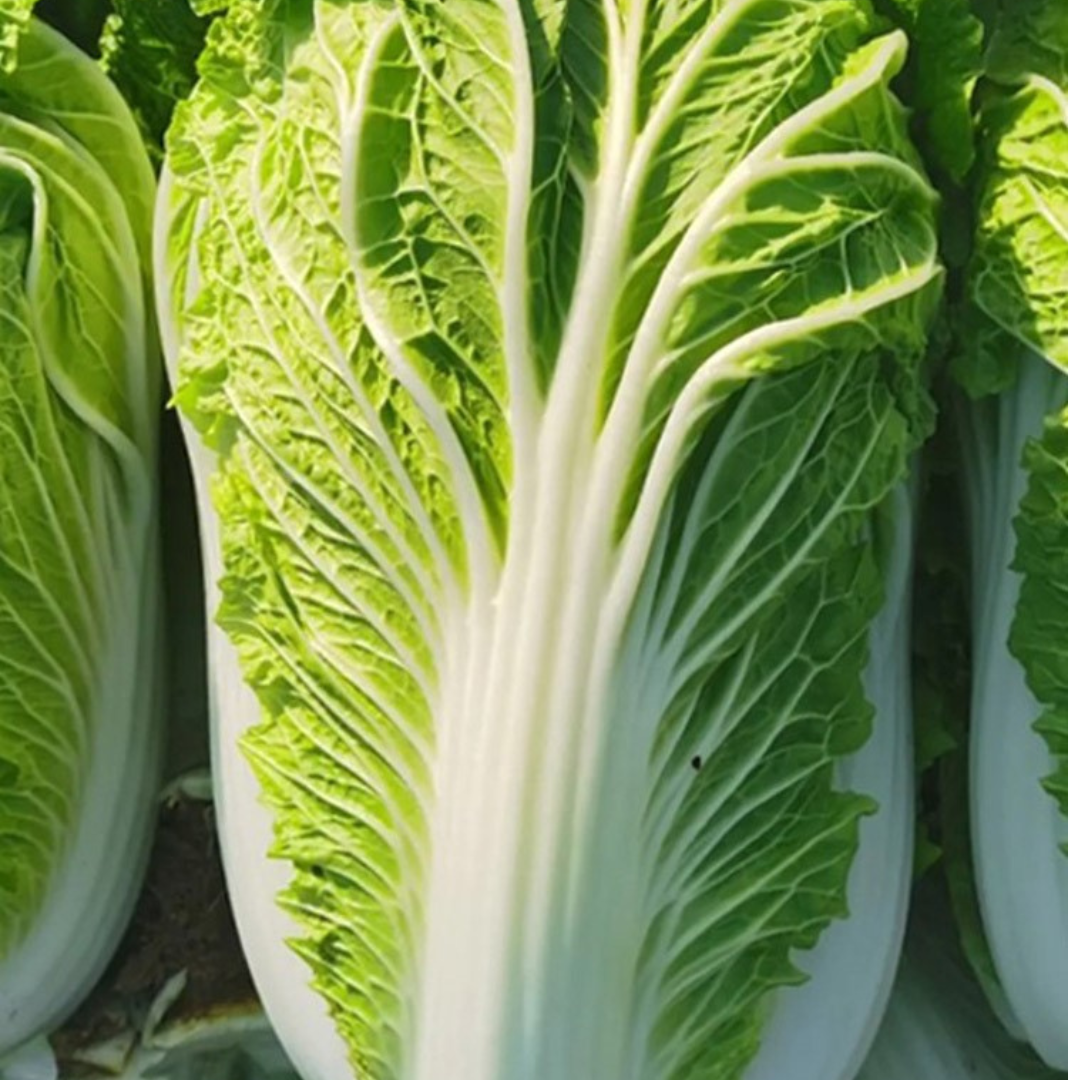 Napa Cabbage