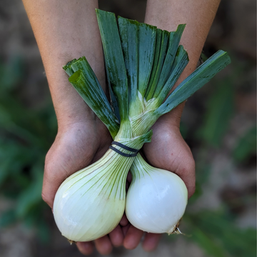Ailsa Craig Sweet Onions