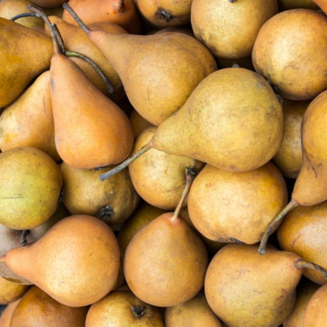Bosc Pears