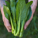 Choi Sum Bunches-2