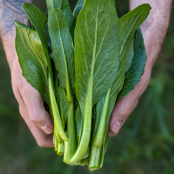 Choi Sum Bunches
