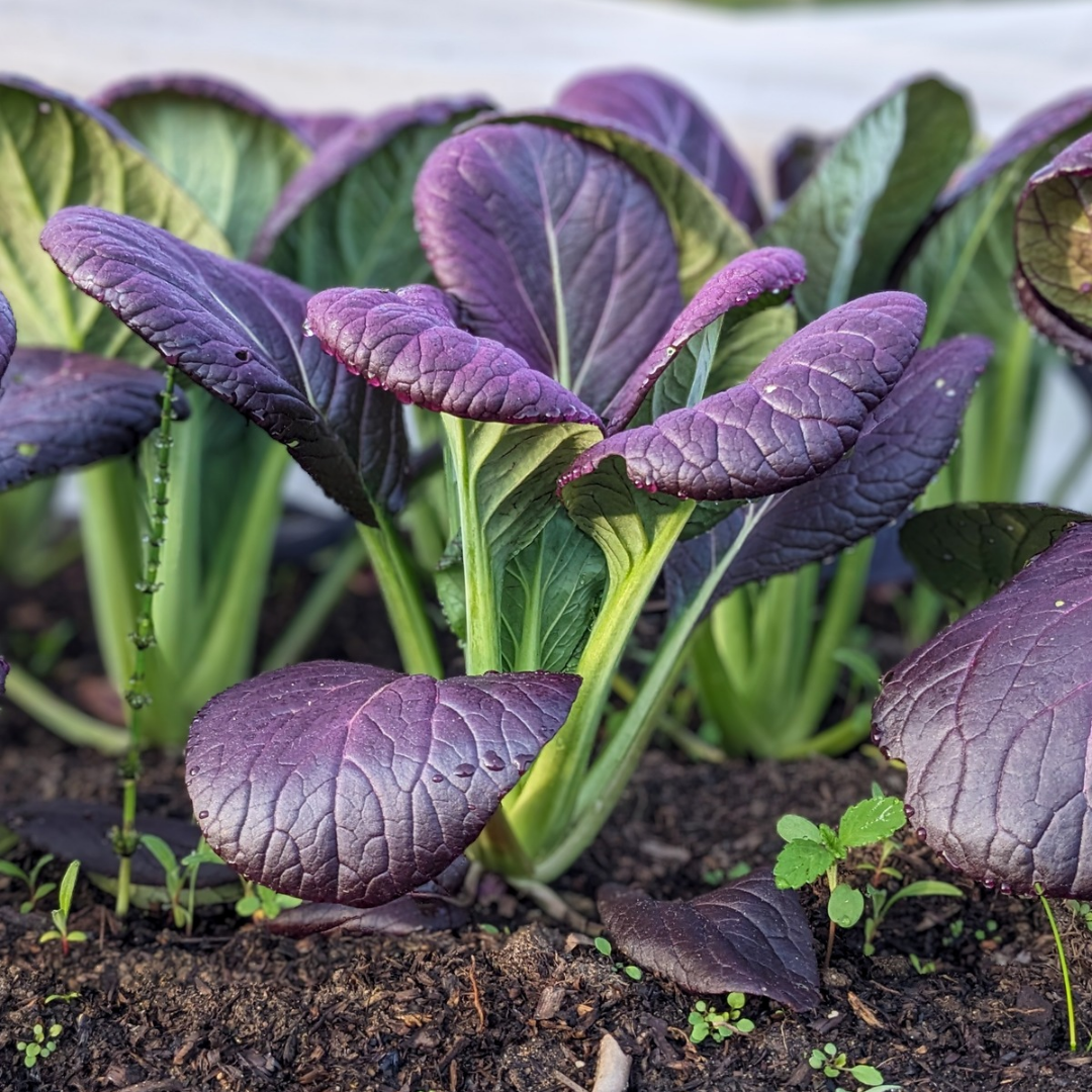 Purple Pac Choi