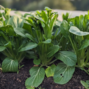 Choi Sum Bunches-3